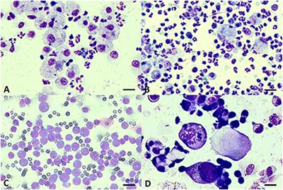 Diagnostic utility of LDH measurement for determining the etiology of modified transudate pleural effusion in cats